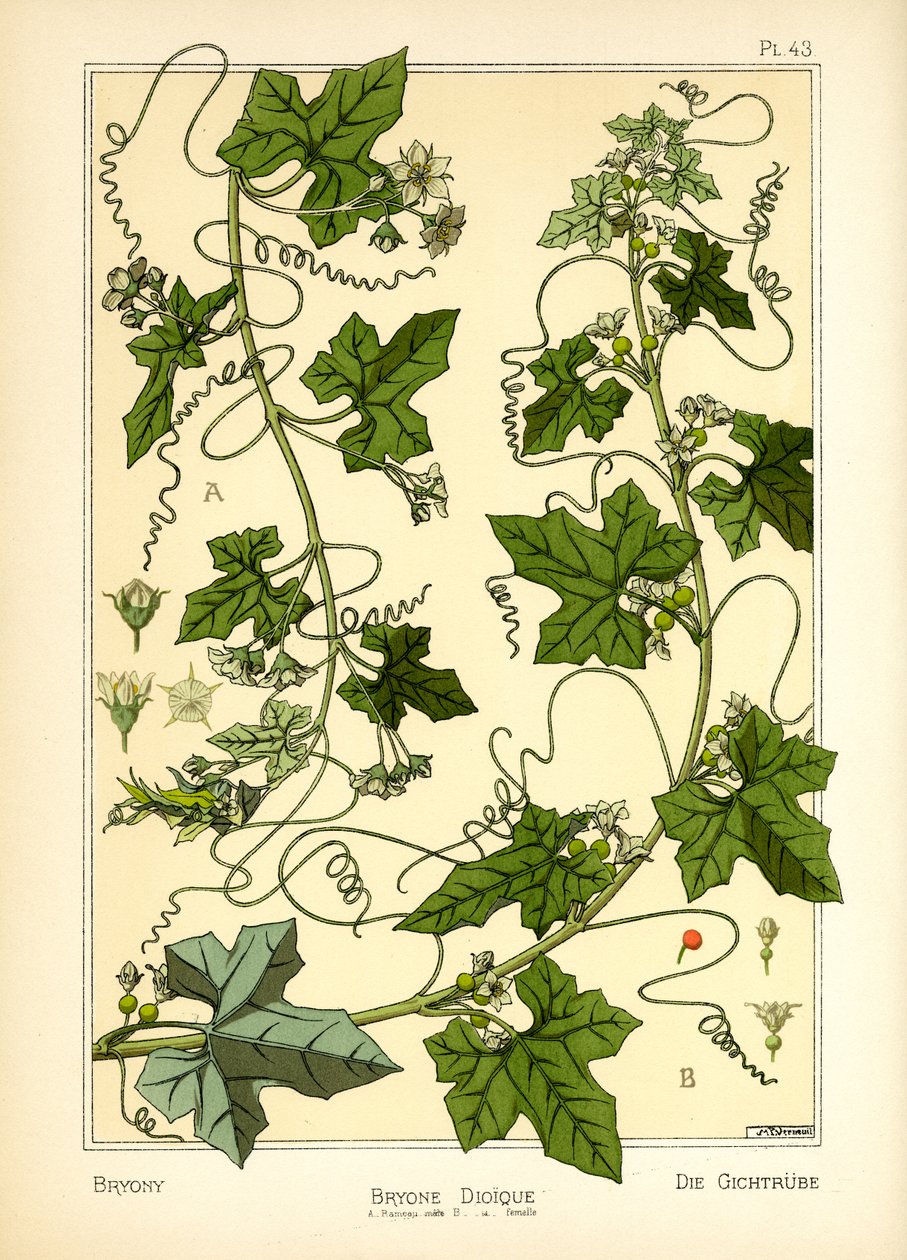 Bryony (väri litho) tekijältä Maurice Pillard Verneuil