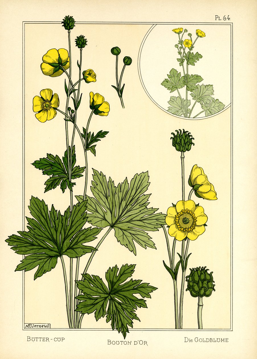 The Buttercup (väri litho) tekijältä Maurice Pillard Verneuil