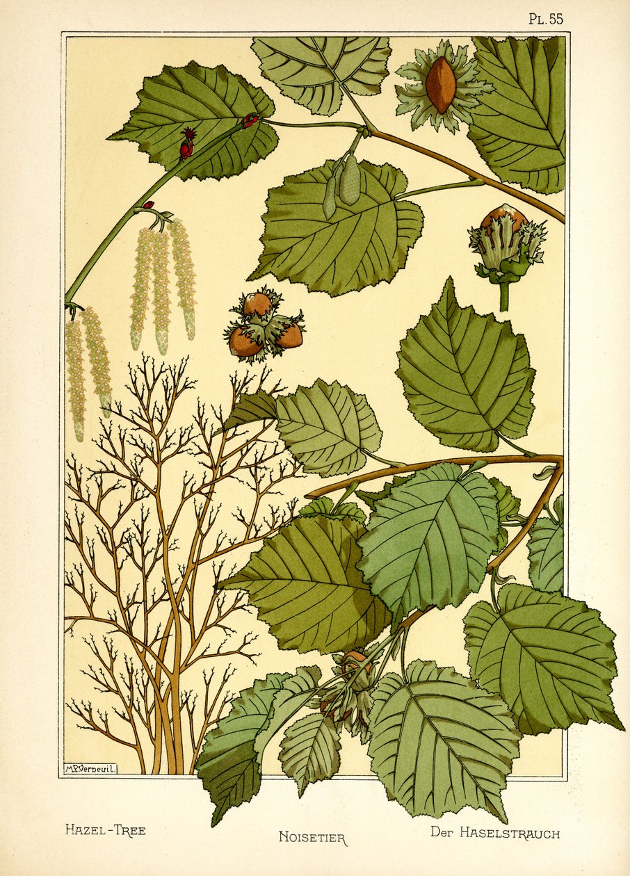 Hazel Tree (väri litho) tekijältä Maurice Pillard Verneuil