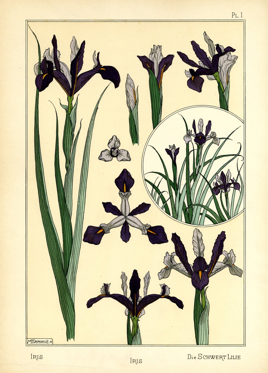 Iris (värinen lito) tekijältä Maurice Pillard Verneuil