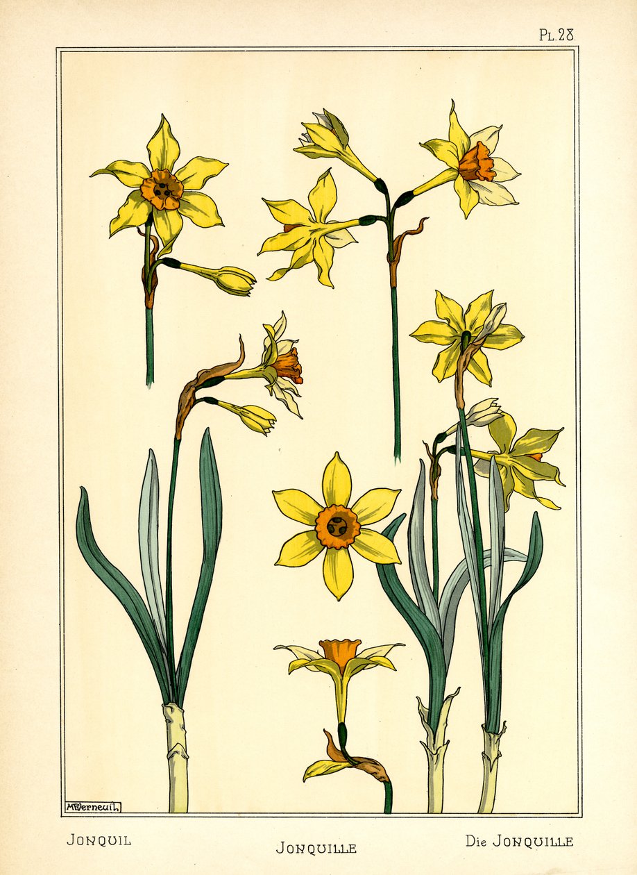 Jonquil (värinen lito) tekijältä Maurice Pillard Verneuil