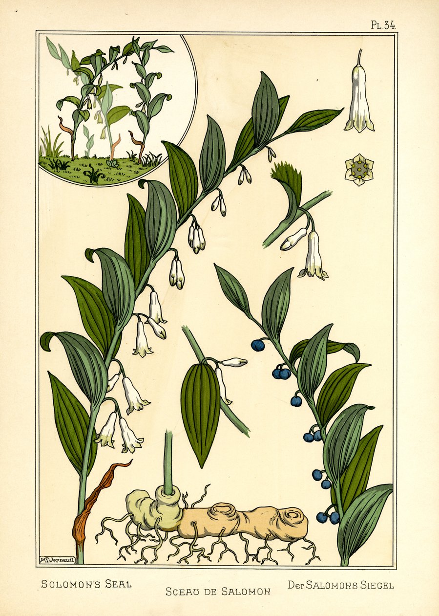 Salomonin sinetti (väri litho) tekijältä Maurice Pillard Verneuil