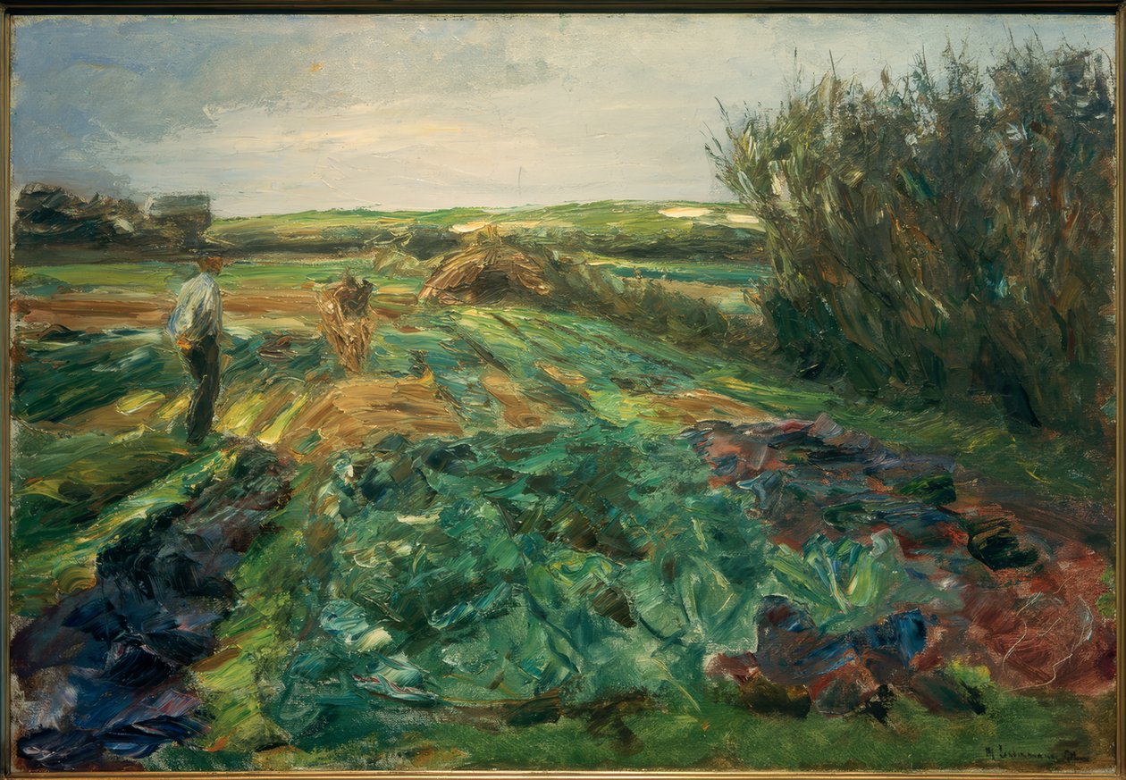 Das Kohlfeld (Kohlfeld Noordwijkissa) tekijältä Max Liebermann