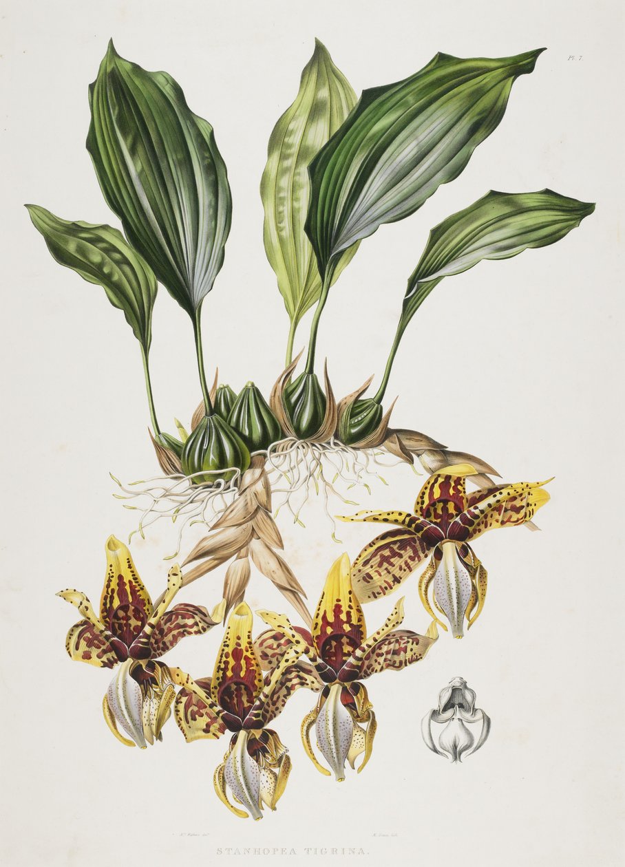 Stanhopen tiikeriorvokki, 1838 tekijältä Maxim Gauci