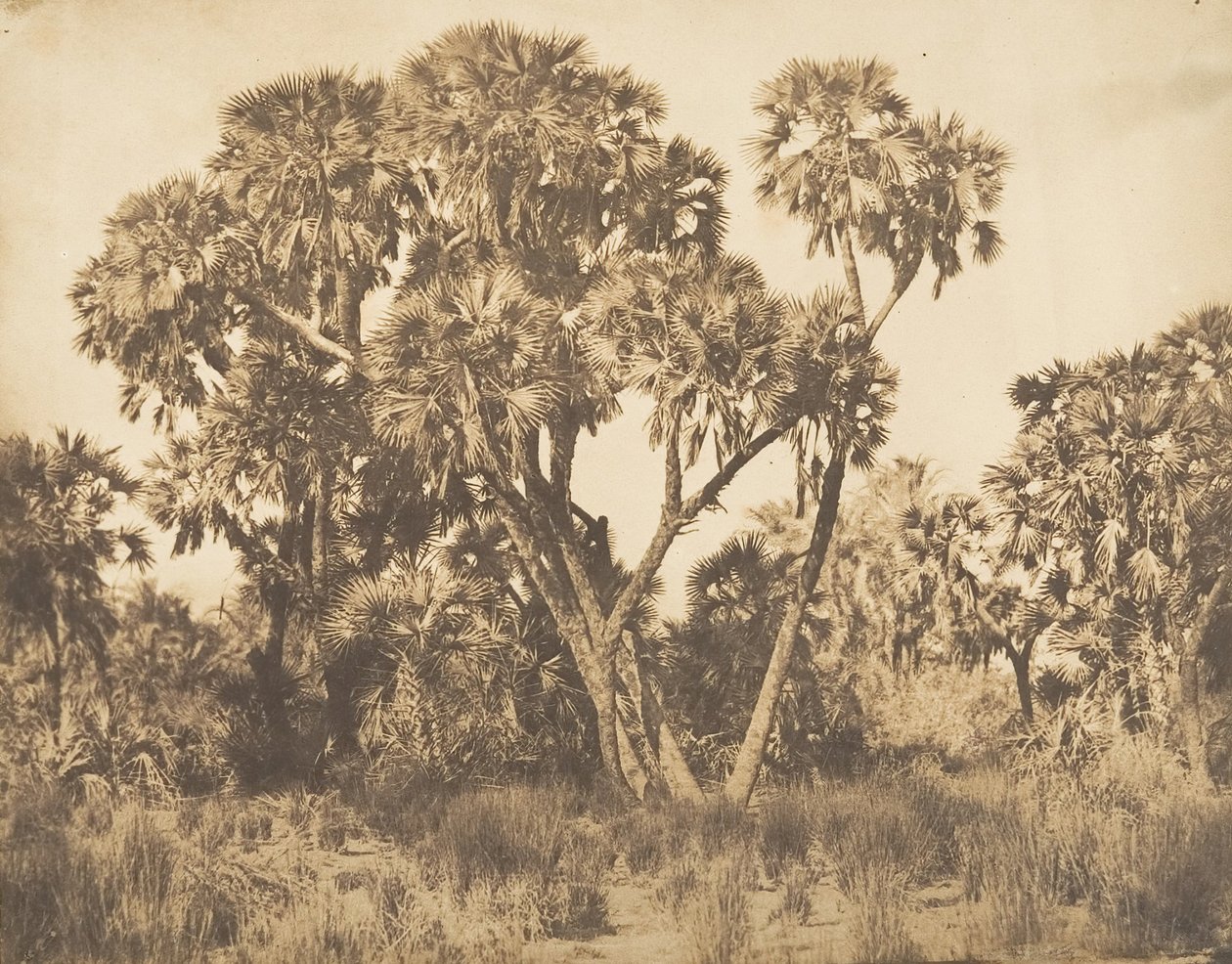 Doum Palms Hamarnehissa, 1849-50. tekijältä Maxime Du Camp