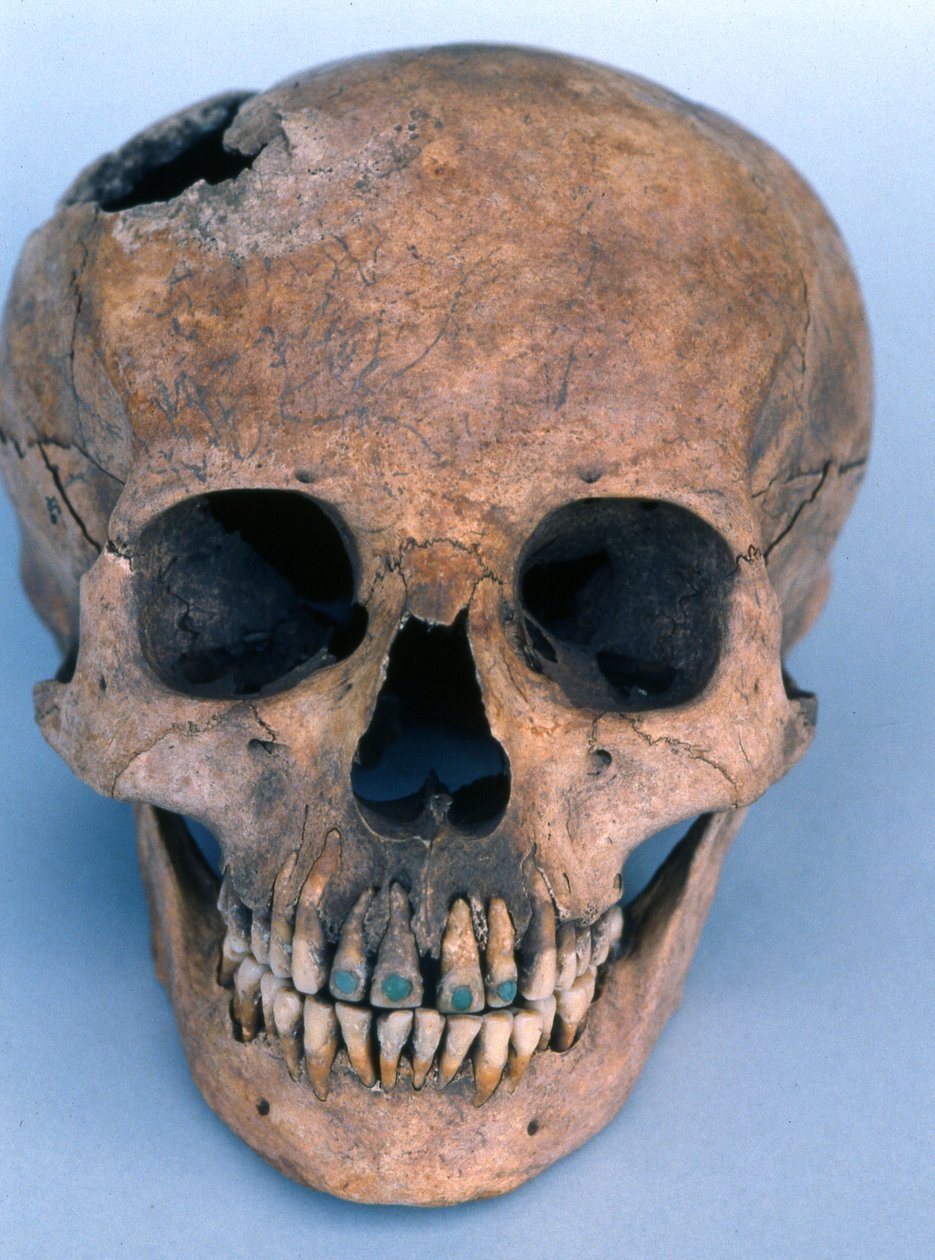 Kallo jade-pinnoitetuilla hampailla, 1990 (luu) tekijältä Mayan