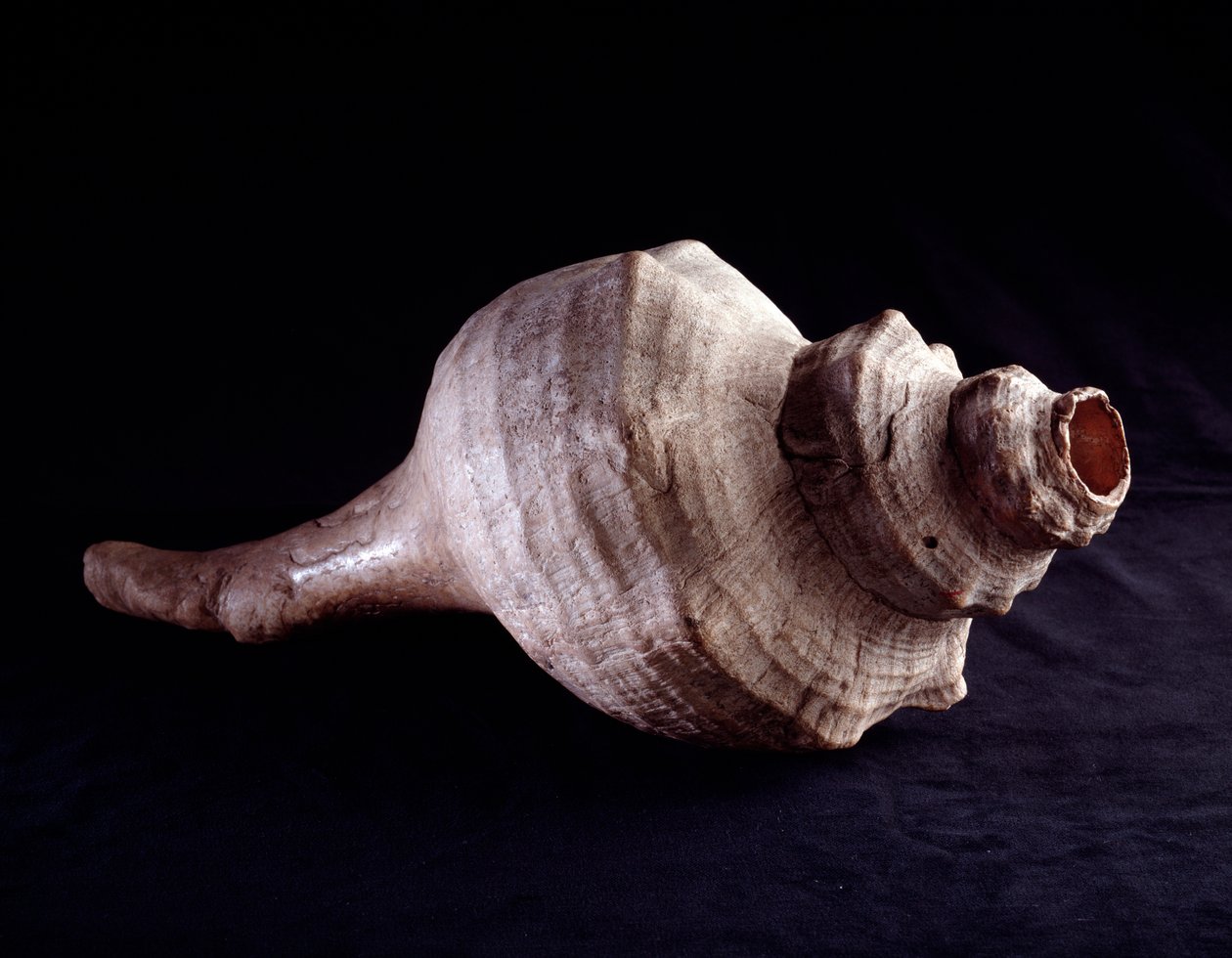 Prekolumbialainen taide, mayojen sivilisaatio, klassinen aikakausi: merikuorta käytetty musiikki-instrumenttina (trumpetti). Uaxactunista, Guatemalassa. Himmeä. 19,2x41,5 cm Guatemala, Museo Nazionale di Archeologia e Etnologia - Esikolumbiaaninen taide, M tekijältä Mayan Mayan