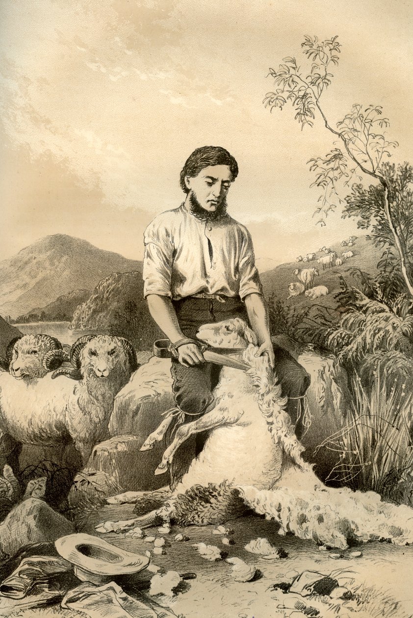 Lammasleikkaus, 1879 tekijältä McFarlane and Erskine