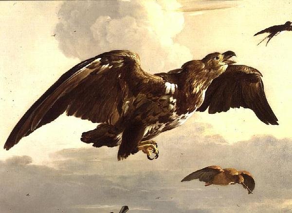 Kotka ja pääskynen lennossa tekijältä Melchior de Hondecoeter