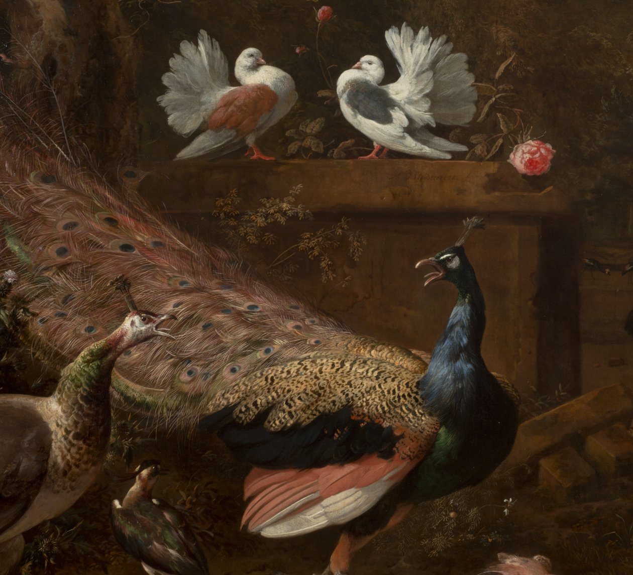 Yksityiskohta Menagerie, n. 1680 tekijältä Melchior de Hondecoeter