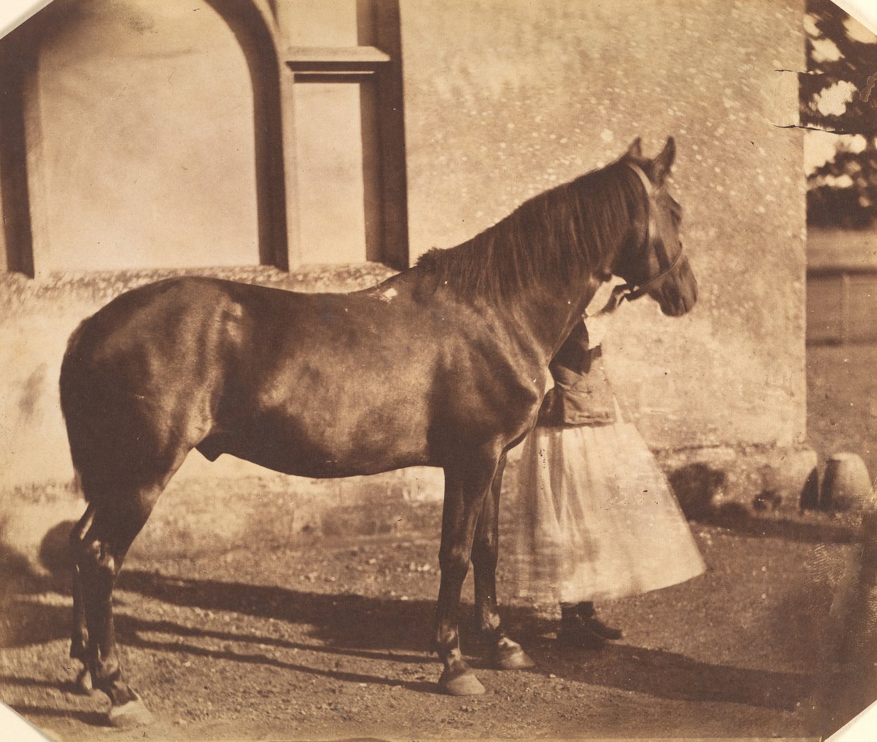 Sulttaani, 1850-luvun puoliväli. tekijältä Mervyn Herbert Nevil Story Maskelyne
