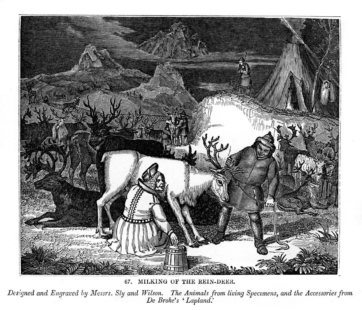Porojen lypsy, 1843 tekijältä Messrs Sly and Wilson