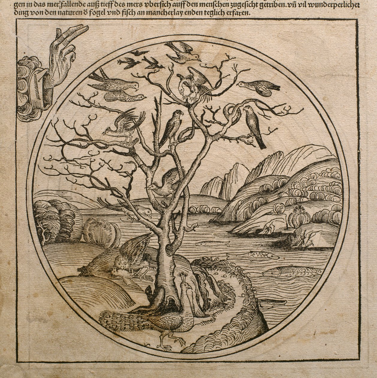 Isä Jumala, joka loi linnut ja kalat, kuvitus Hartmann Schedelin (1440-1514) Nürnbergissä 1493 julkaistusta Liber Chronicarumista tekijältä Michael and Pleydenwurff, W. Wolgemuth