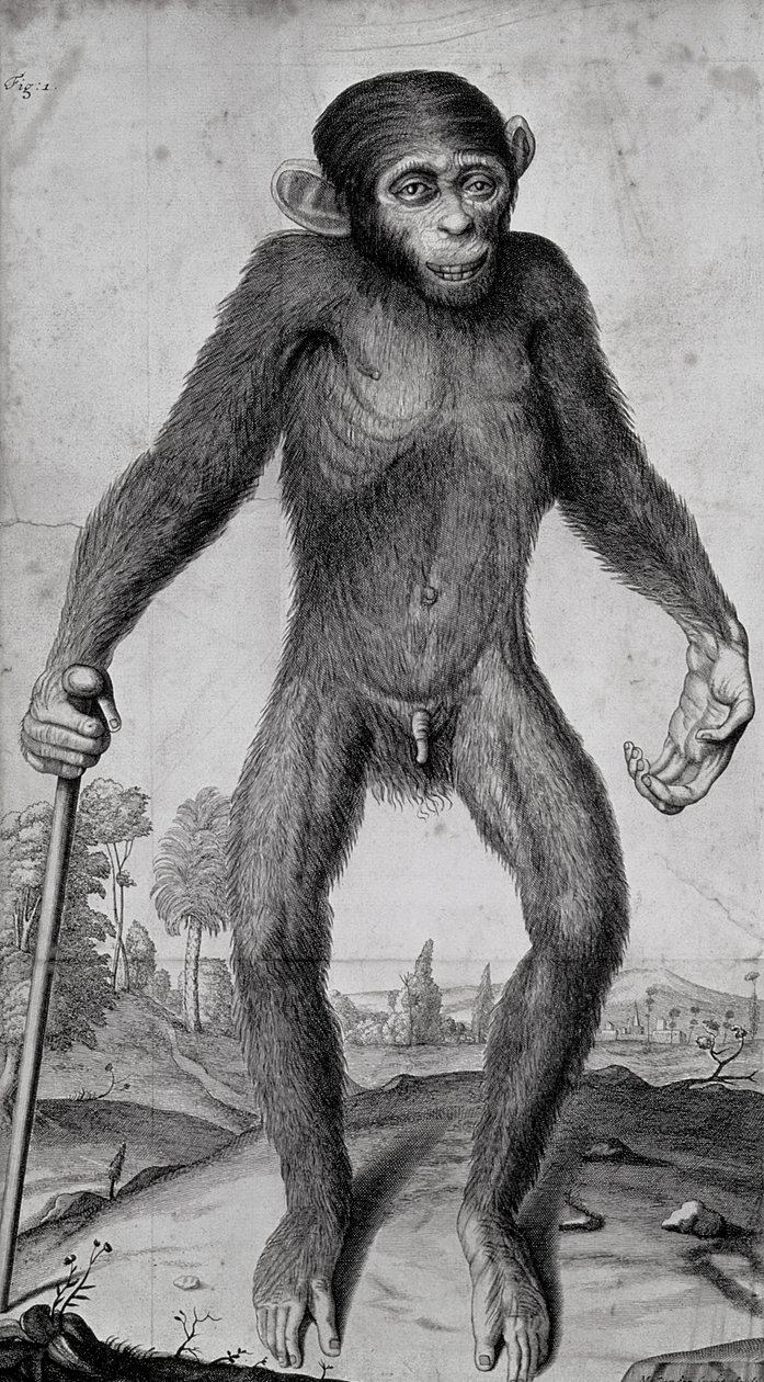 Simpanssi, 1699 tekijältä Michael van der Gucht