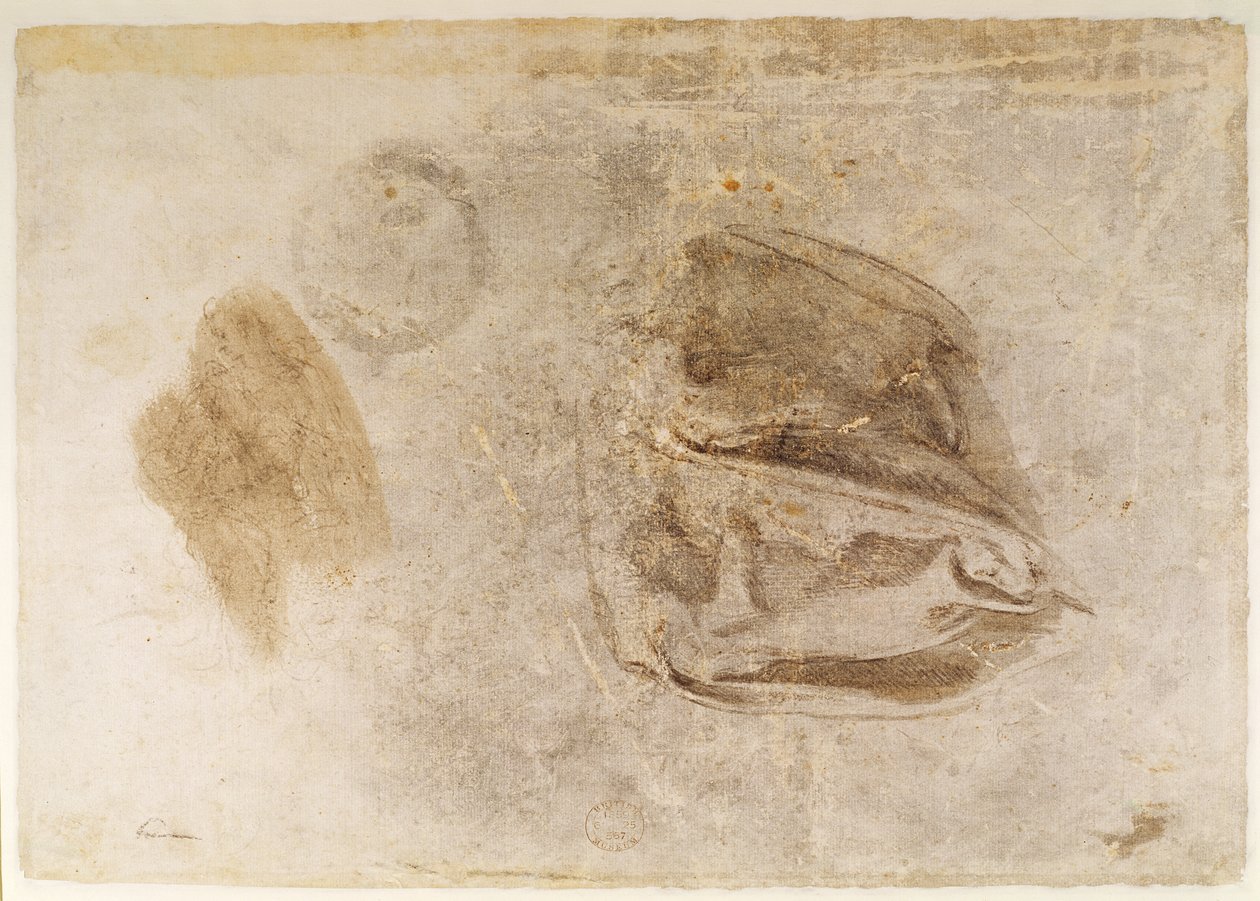 Tutkimus Erythraean Sibylin kaapuja varten (hiili valkoisilla kohokohdilla ja ruskea pesu paperilla) tekijältä Michelangelo Buonarroti