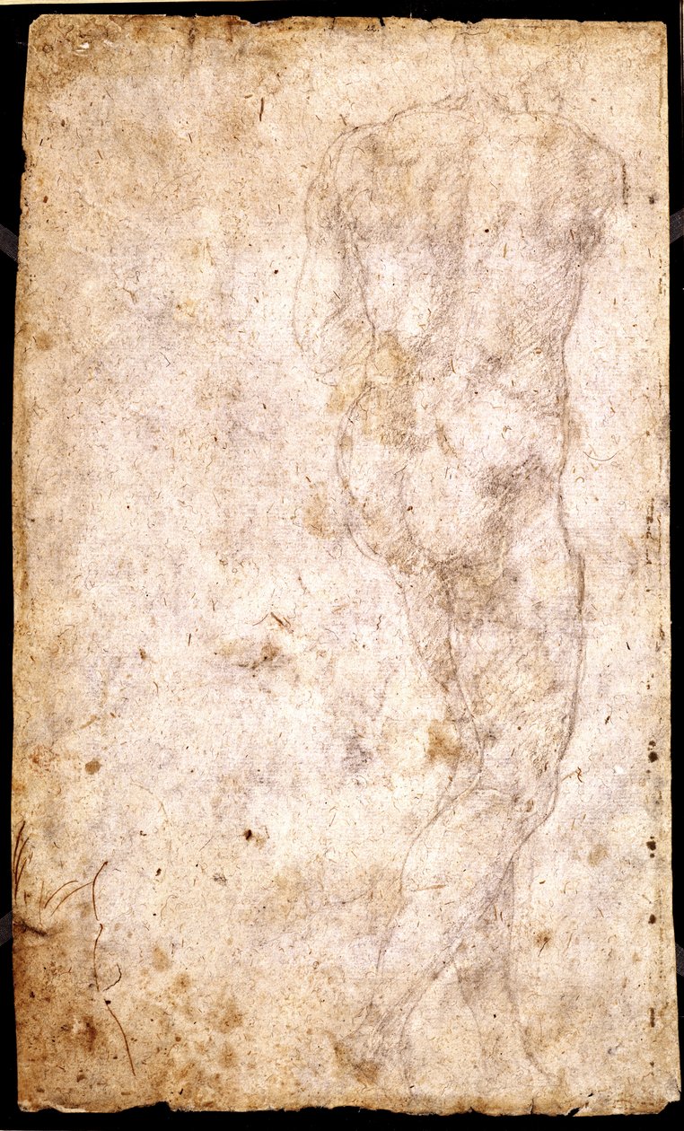 Tutkimus miesalastosta tekijältä Michelangelo Buonarroti