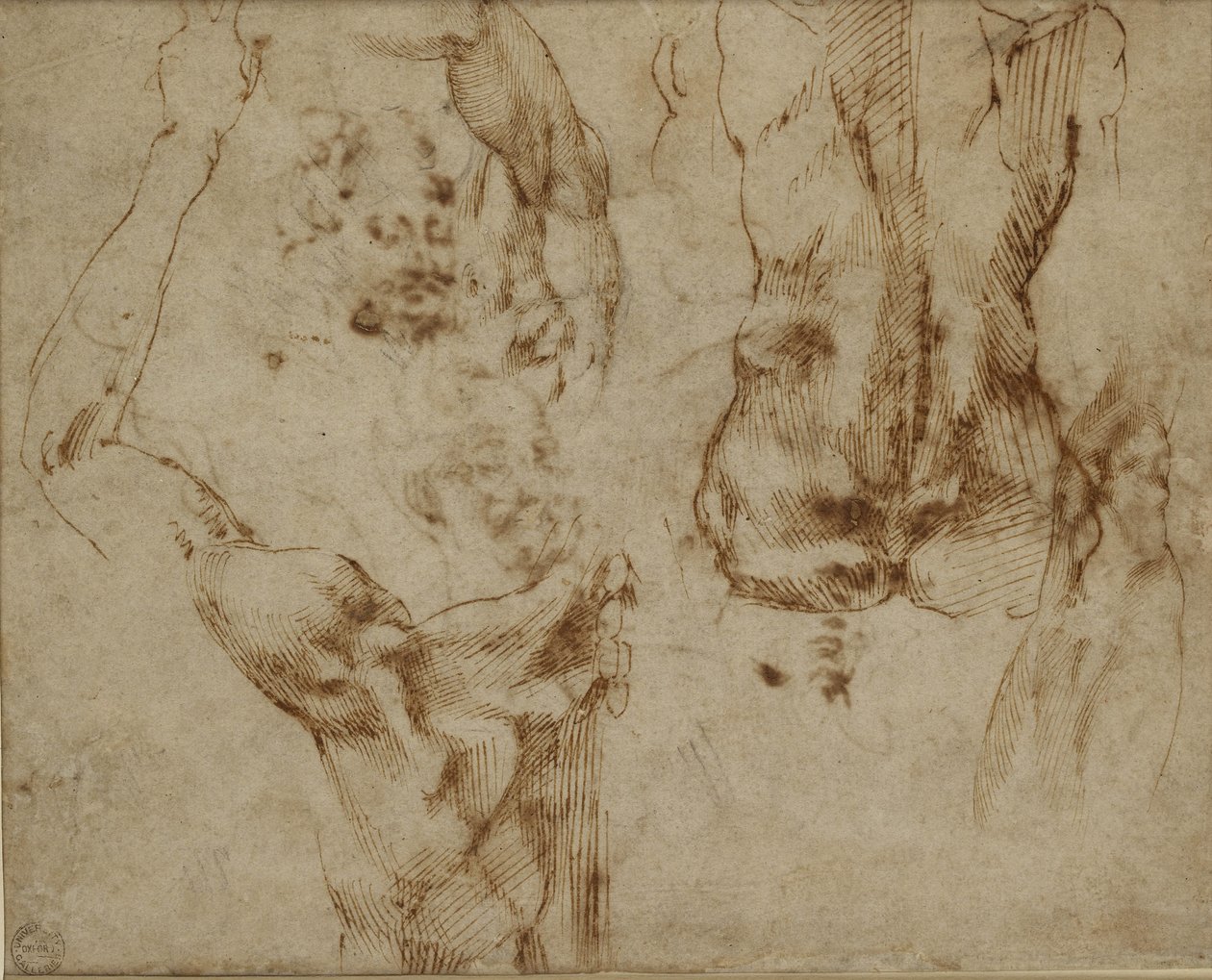 Selän ja hartioiden tutkimus tekijältä Michelangelo Buonarroti
