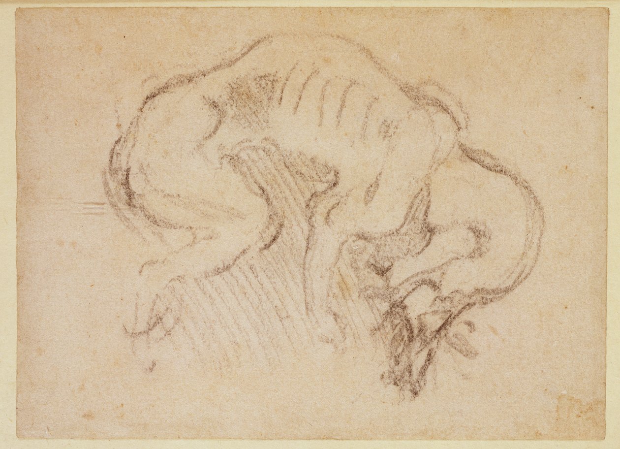 Koiran tutkimus (hiili paperille) (recto) tekijältä Michelangelo Buonarroti