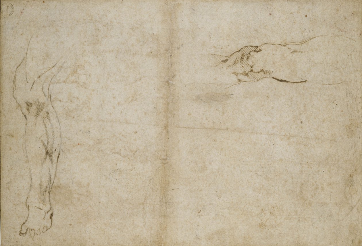 Tutkimus ihmisen jalasta, 1500-luku tekijältä Michelangelo Buonarroti