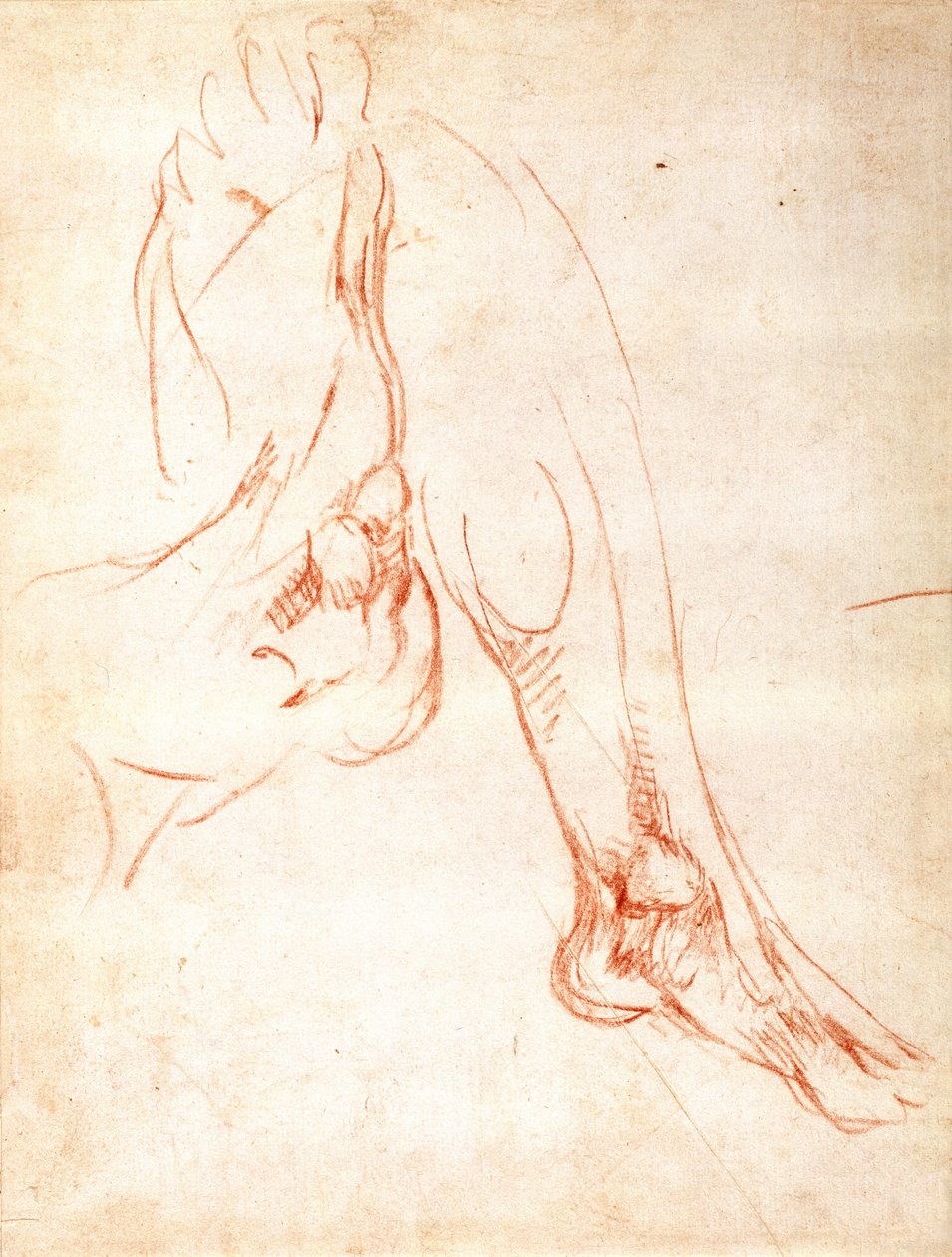 Säärän ja jalkaterän tutkimus (punainen liitu paperille) (recto) tekijältä Michelangelo Buonarroti