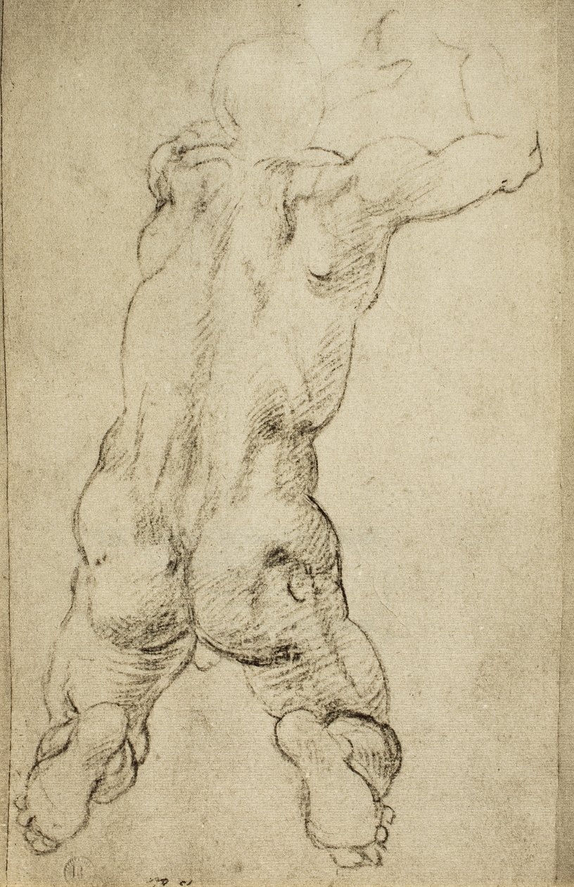 Tutkimus viriilihahmosta: Michelangelon piirustus. Casa Buonarroti, Firenze tekijältä Michelangelo Buonarroti