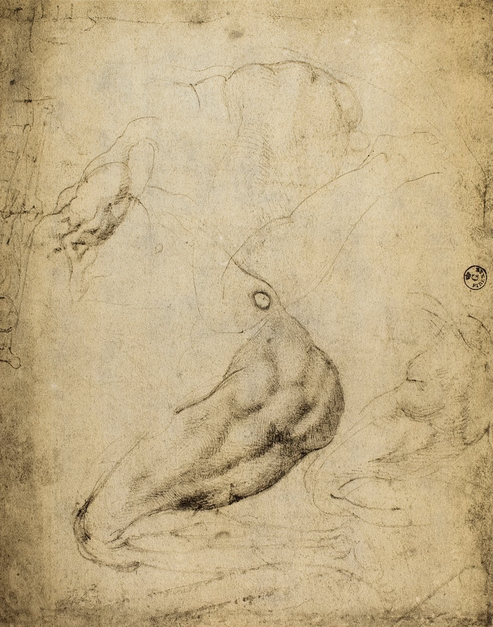Anatominen tutkimus: Michelangelon piirustus, joka on säilytetty Piirustusten ja tulosteiden huoneessa, Uffizi Gallery, Firenze. tekijältä Michelangelo Buonarroti