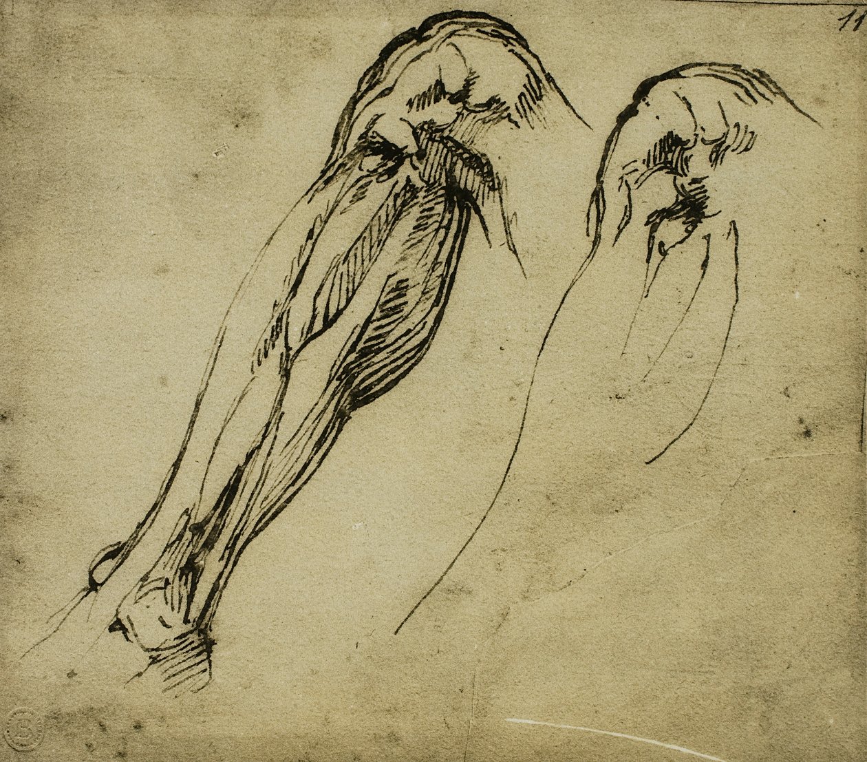 Jalan anatomiset tutkimukset, Michelangelon piirustus. Casa Buonarroti, Firenze tekijältä Michelangelo Buonarroti