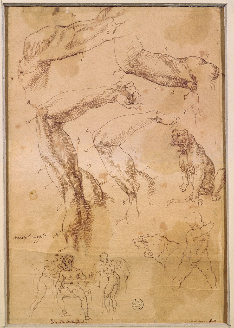 Ms H 184 fol.202 Tutkimuksia kohotetuista käsistä, villikissasta ja hahmoryhmästä tekijältä Michelangelo Buonarroti