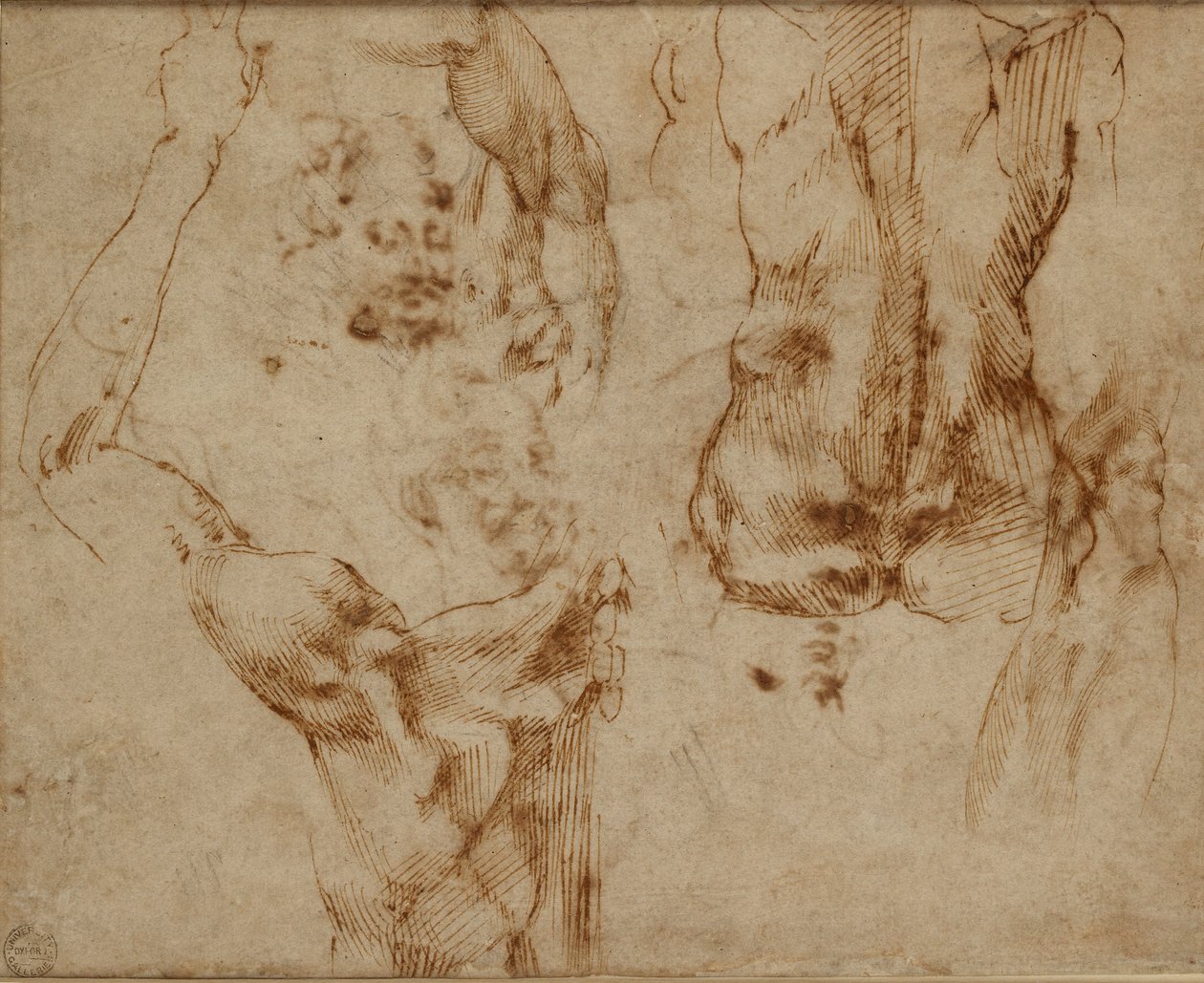 Nude Studies, c1490-1560 tekijältä Michelangelo Buonarroti