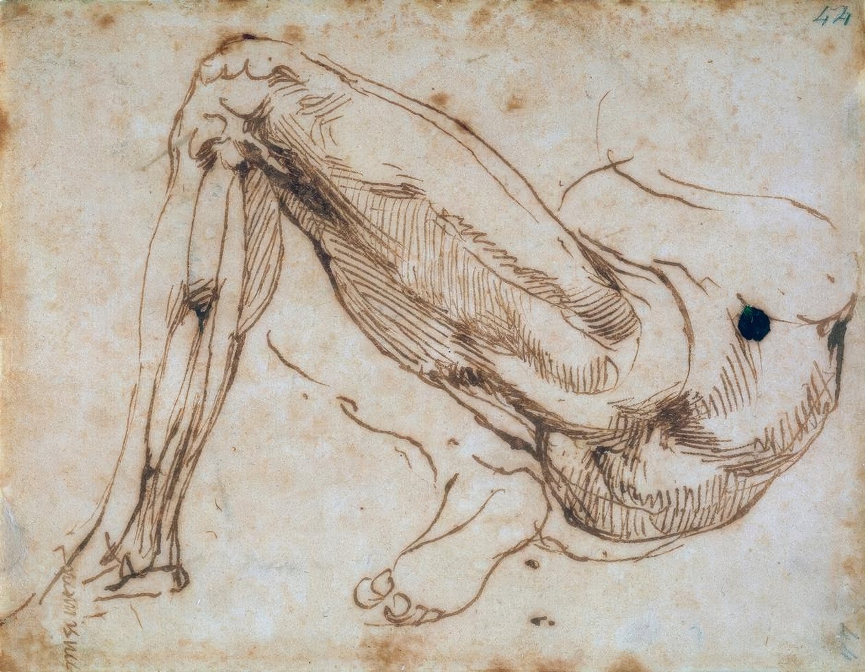 Studie eines Beines tekijältä Michelangelo Buonarroti