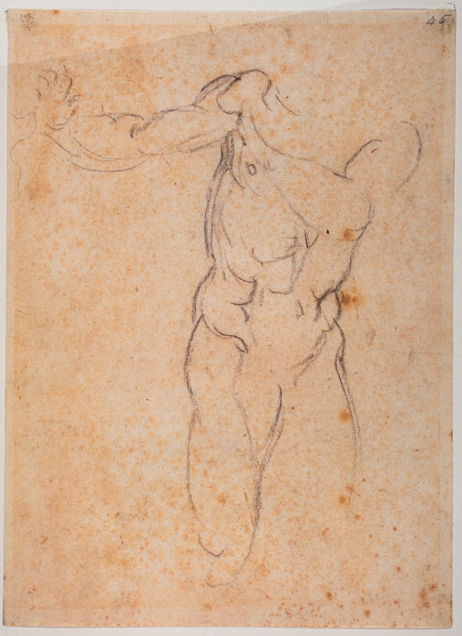 Tutkimus Sikstuksen kappelin Pardison karkotuksen Aadamia varten. tekijältä Michelangelo Buonarroti
