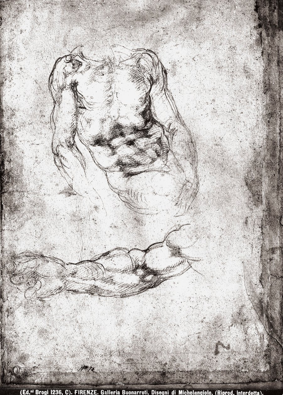 Tutkimus miehen vartalosta ja käsivarresta tekijältä Michelangelo Buonarroti