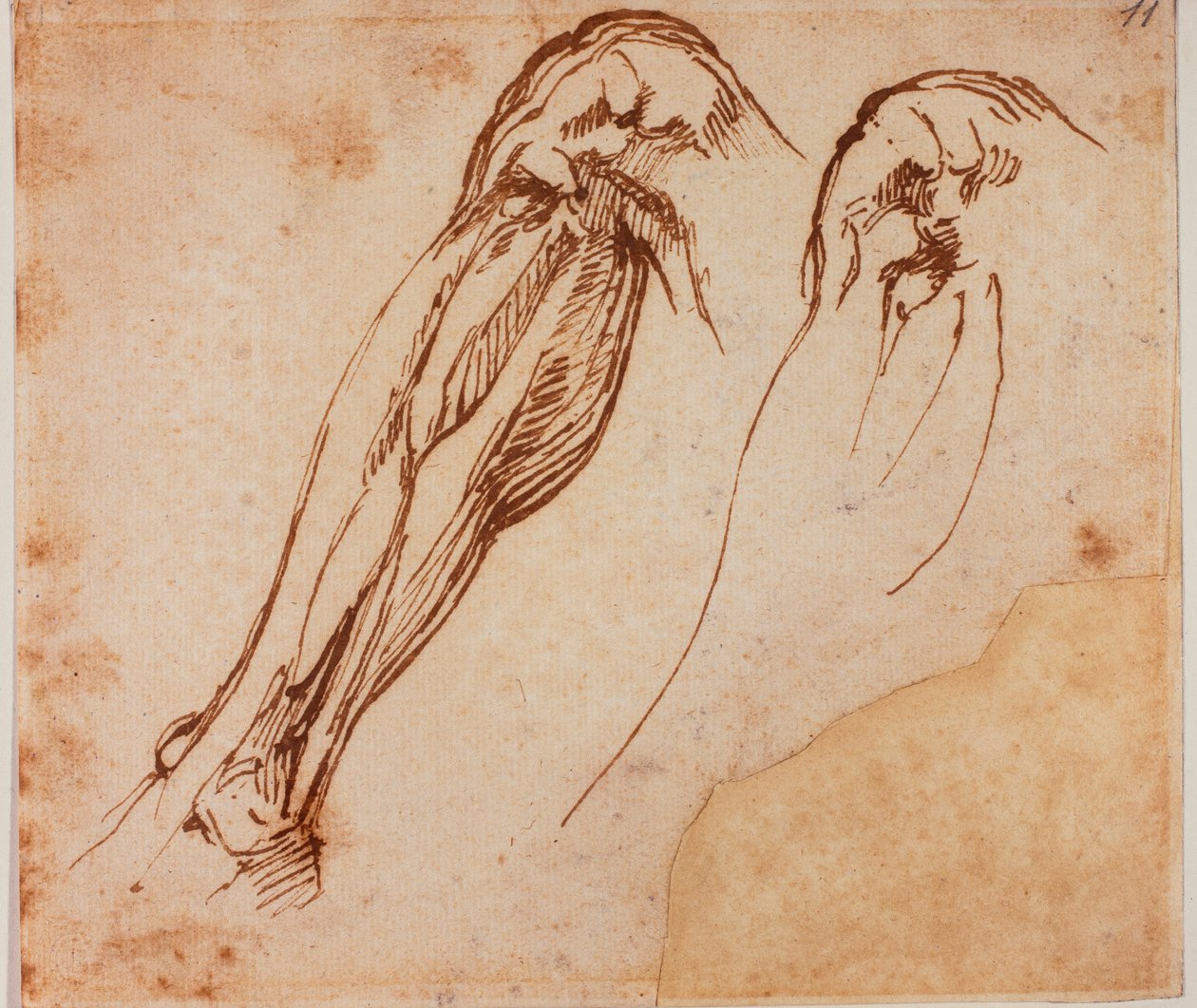 Kaksi jalkatutkimusta tekijältä Michelangelo Buonarroti