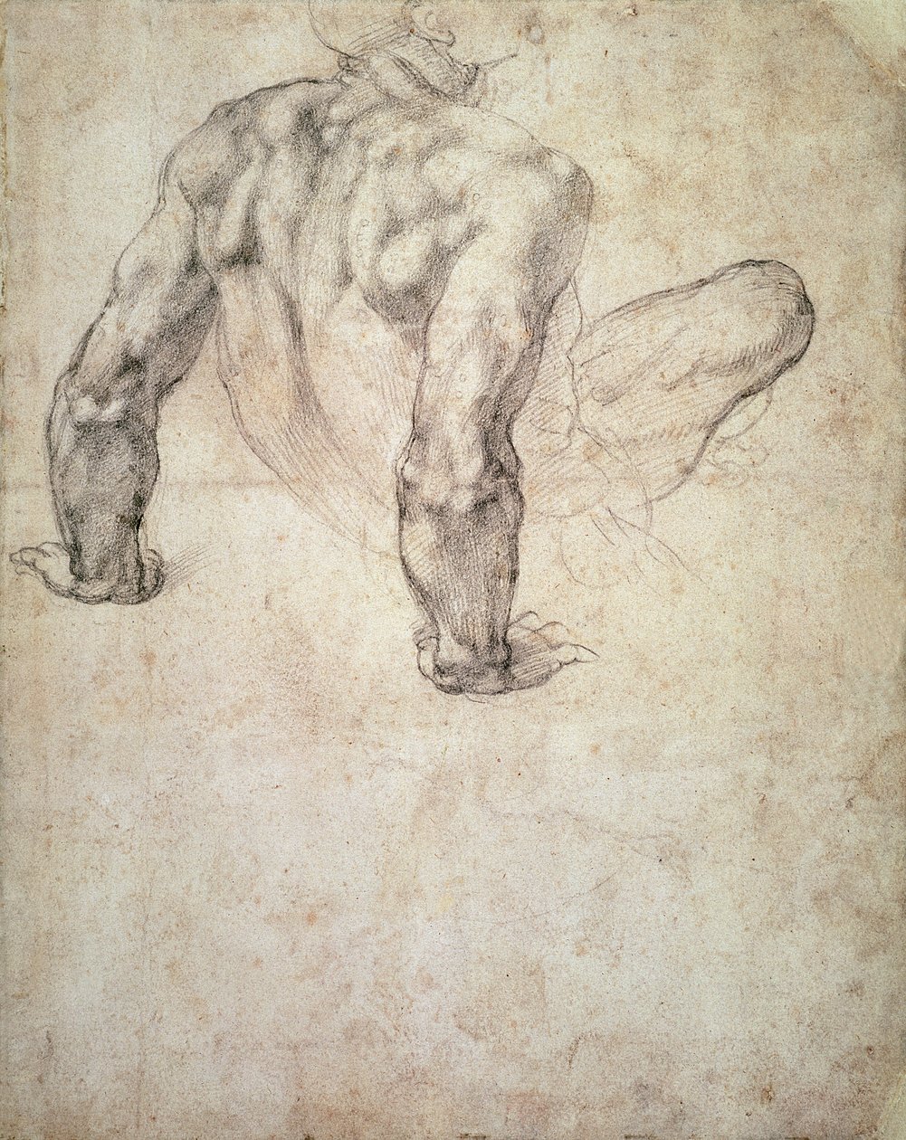 W.63r Tutkimus miesalastosta, joka nojaa käsiinsä tekijältä Michelangelo Buonarroti