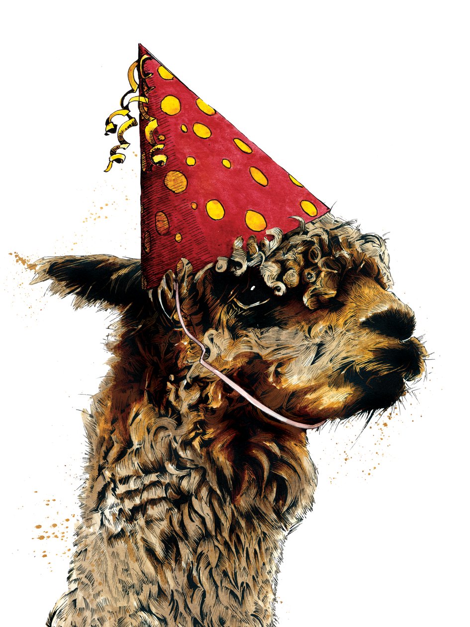 Syntymäpäivä Alpaca on White, 2020 tekijältä Mike Davis