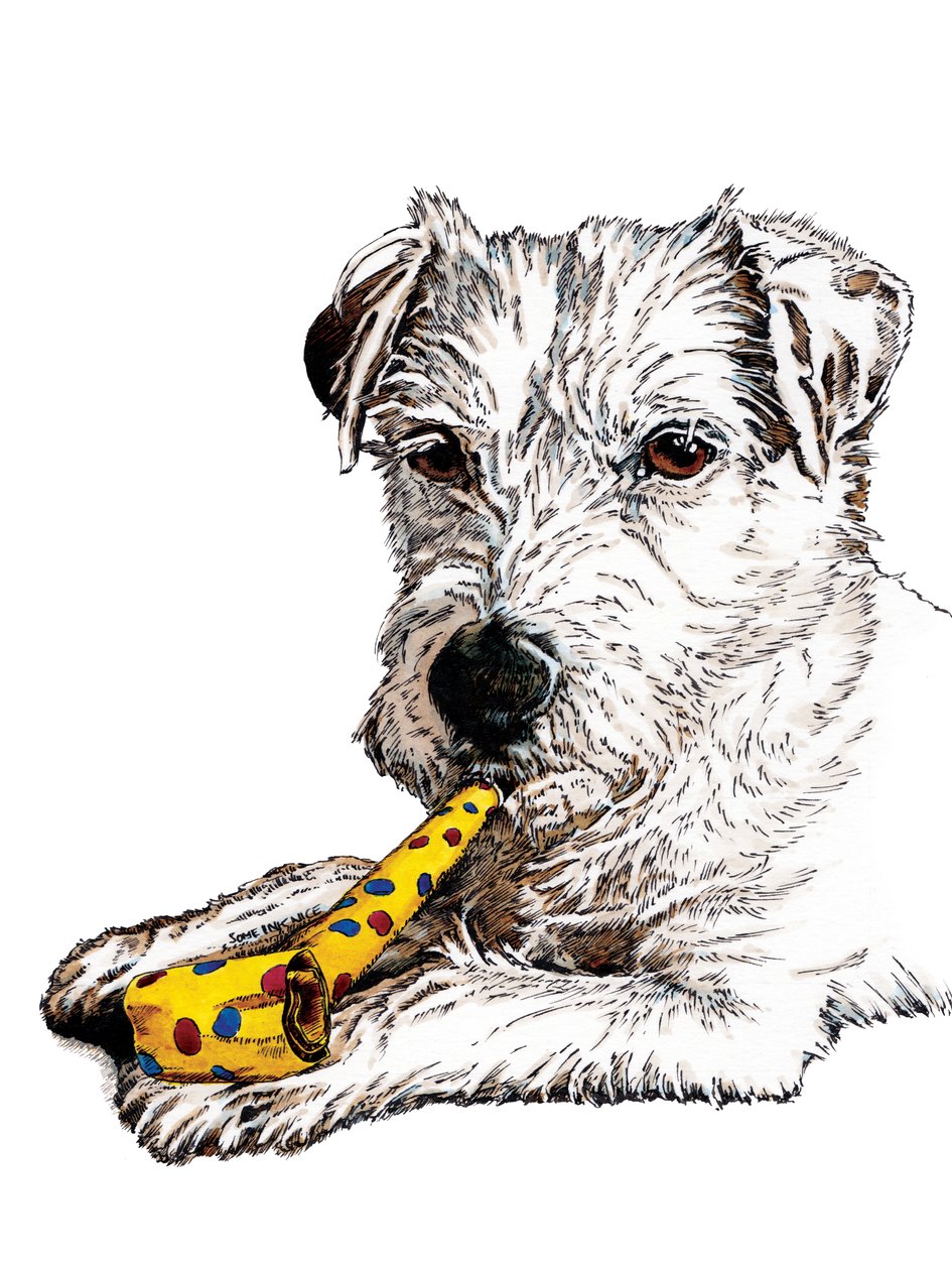 Syntymäpäivä Parson Dog on White, 2020 tekijältä Mike Davis