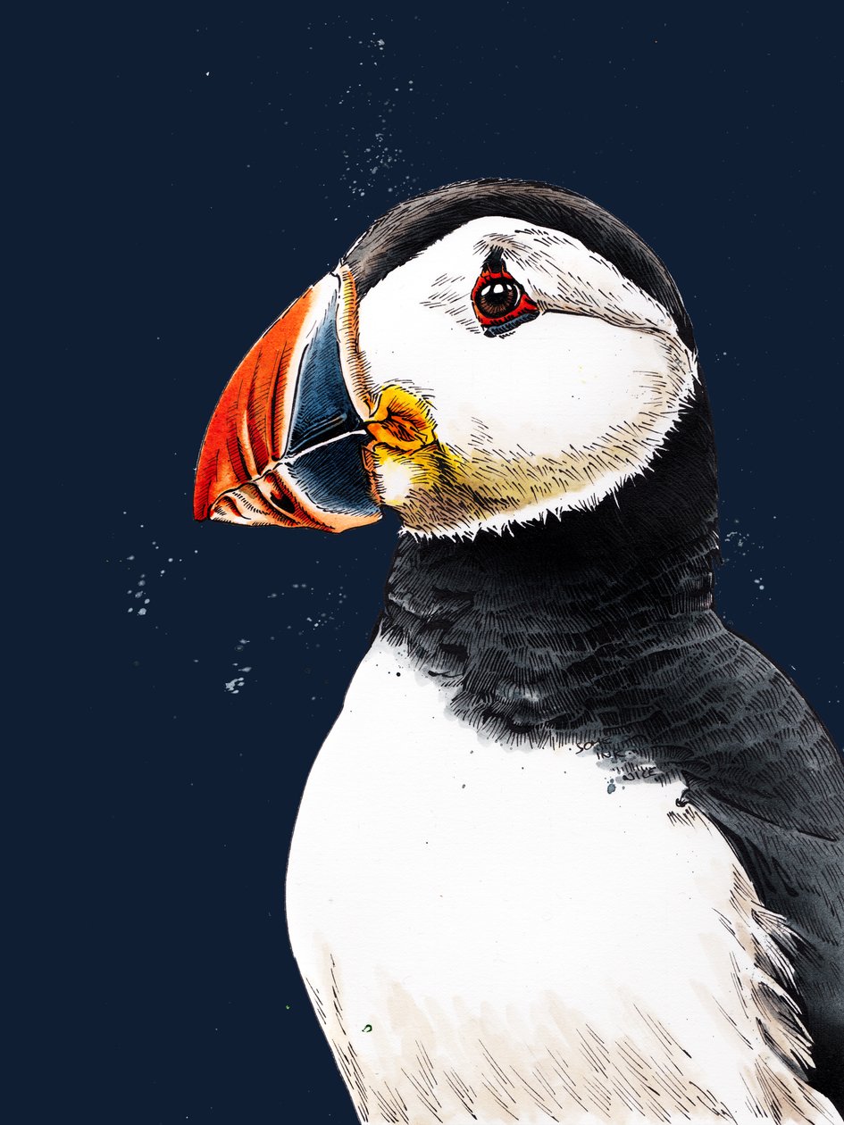 Clive The Puffin elokuvassa Midnight Blue, 2020 tekijältä Mike Davis