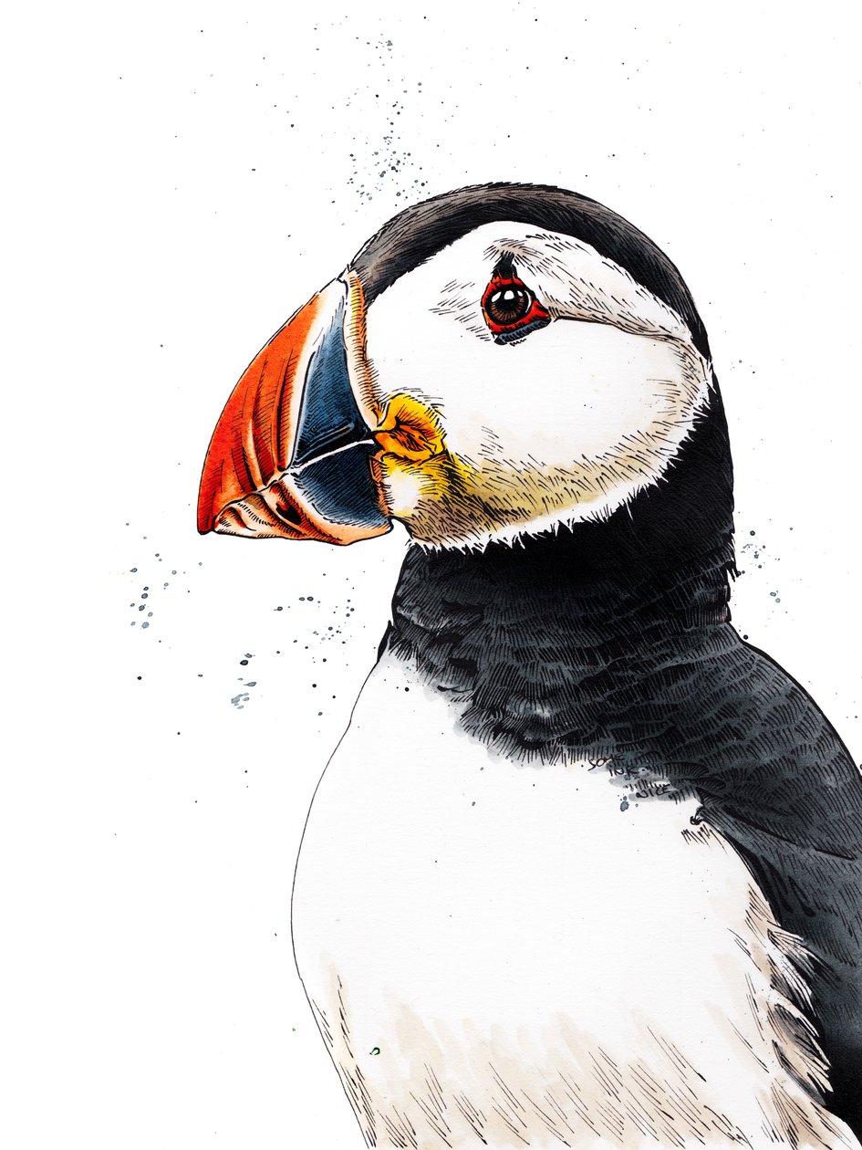 Clive The Puffin on White, 2019 tekijältä Mike Davis