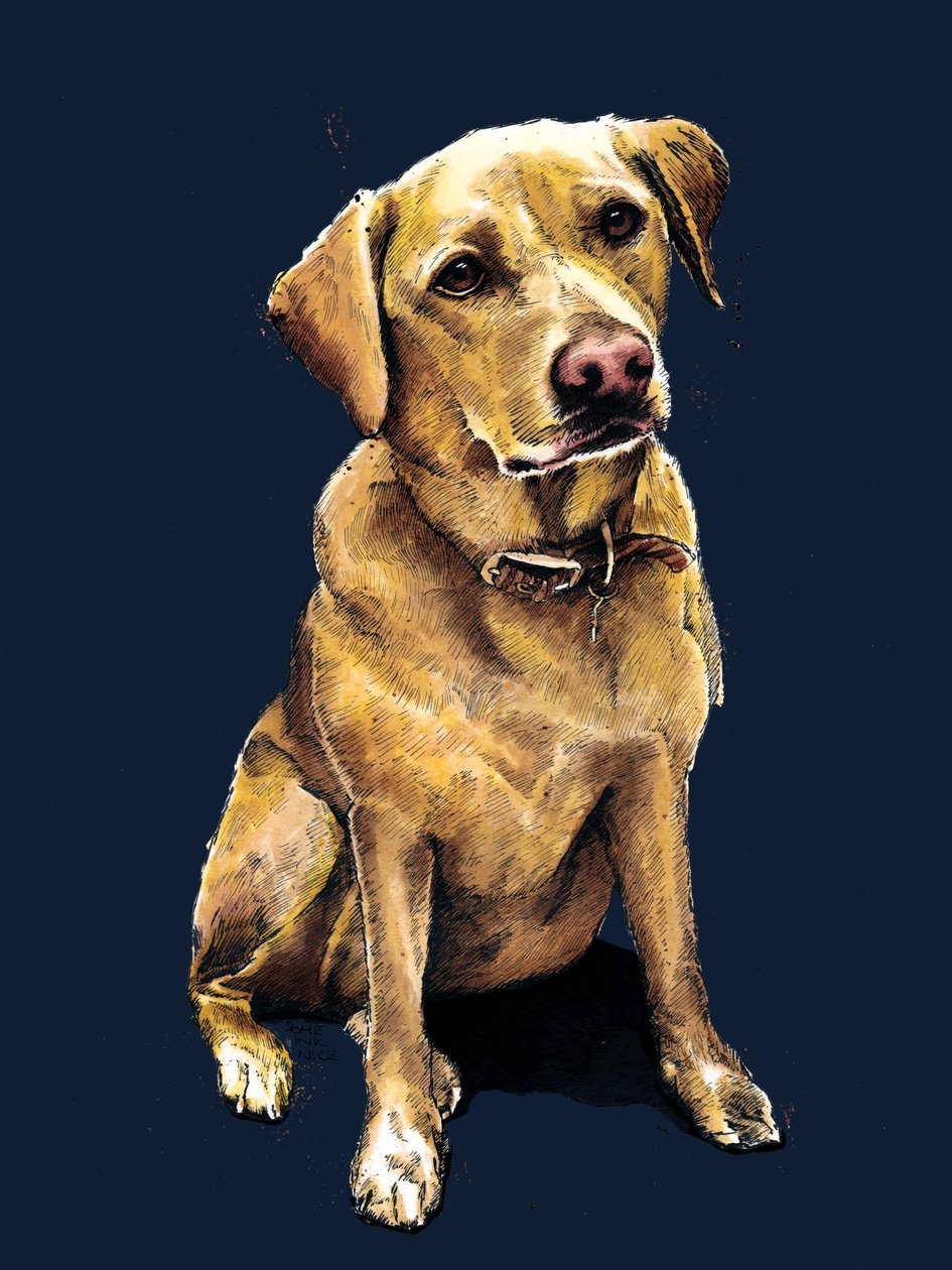 Daisy The Labrador Midnight Bluessa, 2020 tekijältä Mike Davis
