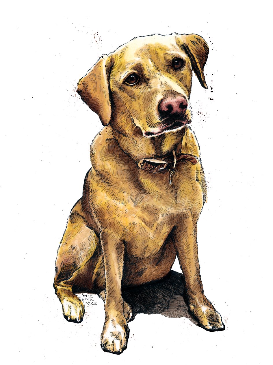 Daisy The Labrador valkoisella, 2020 tekijältä Mike Davis