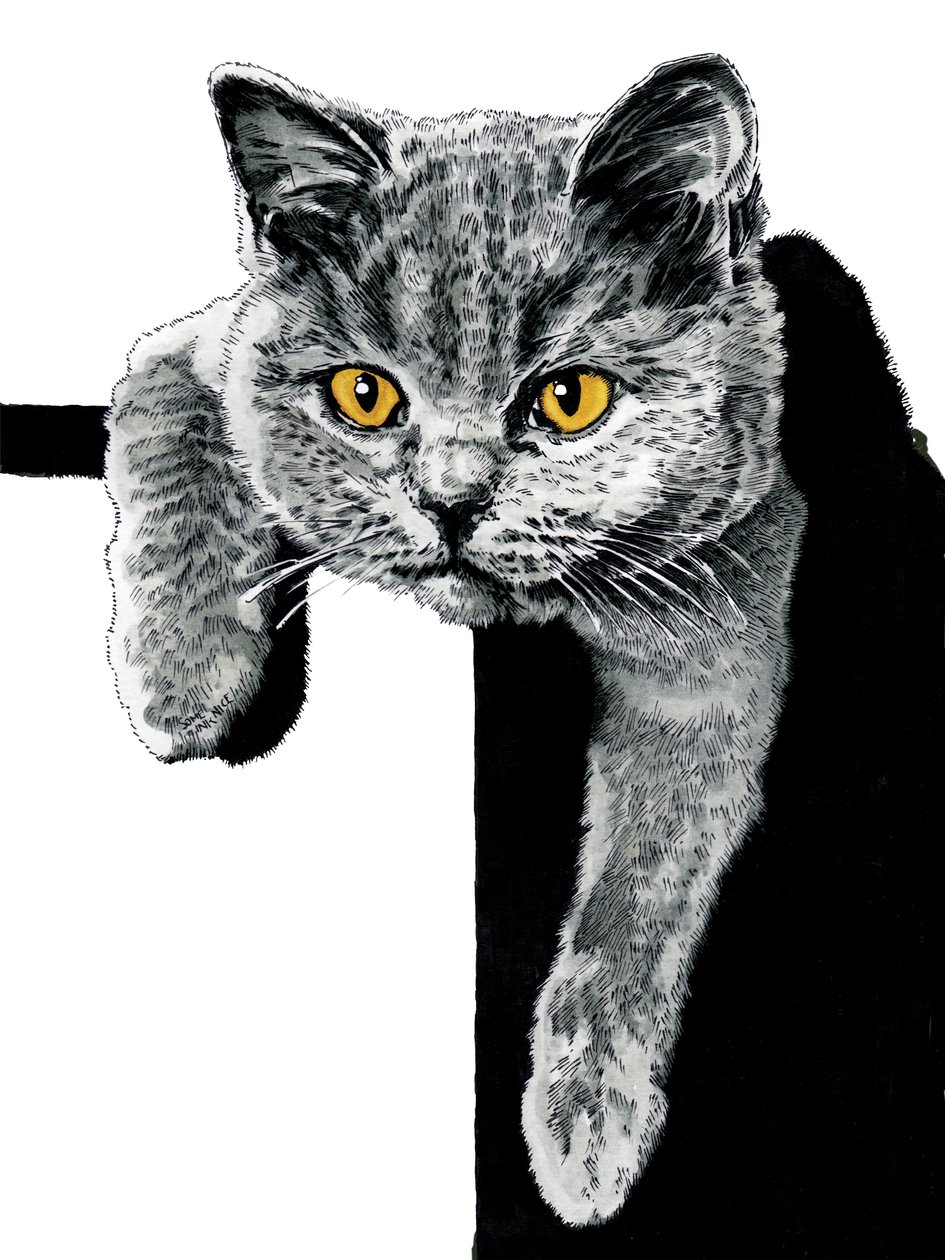 Flora The Kitten on White, 2019 tekijältä Mike Davis