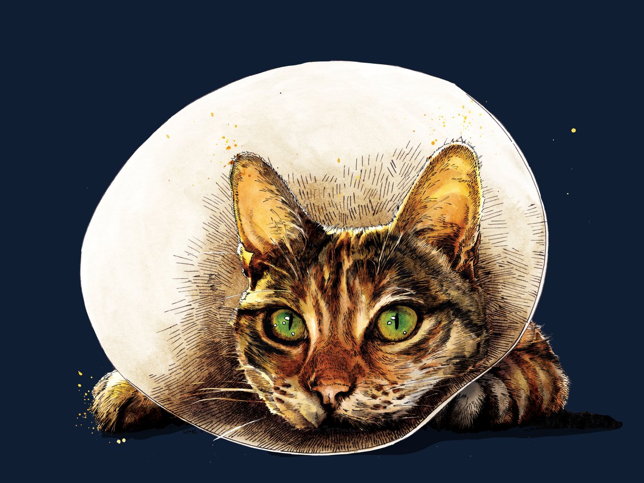 Get Well Cat on Midnight Blue, 2020 tekijältä Mike Davis