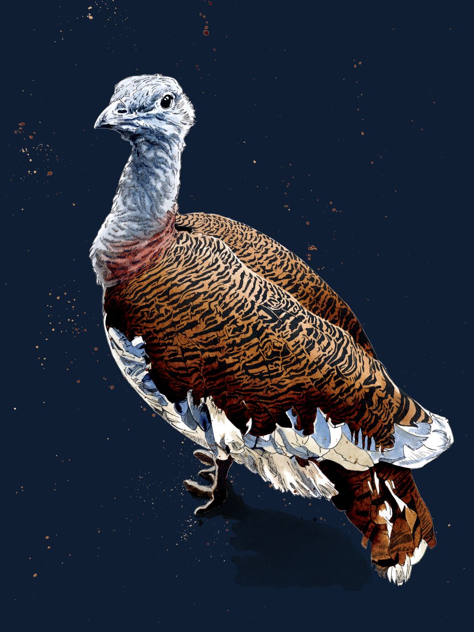 Great Bustard on Midnight Blue, 2020 tekijältä Mike Davis