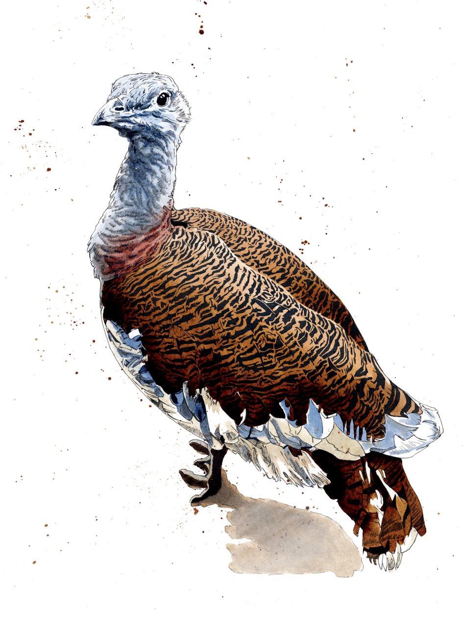 Great Bustard on White, 2020 tekijältä Mike Davis