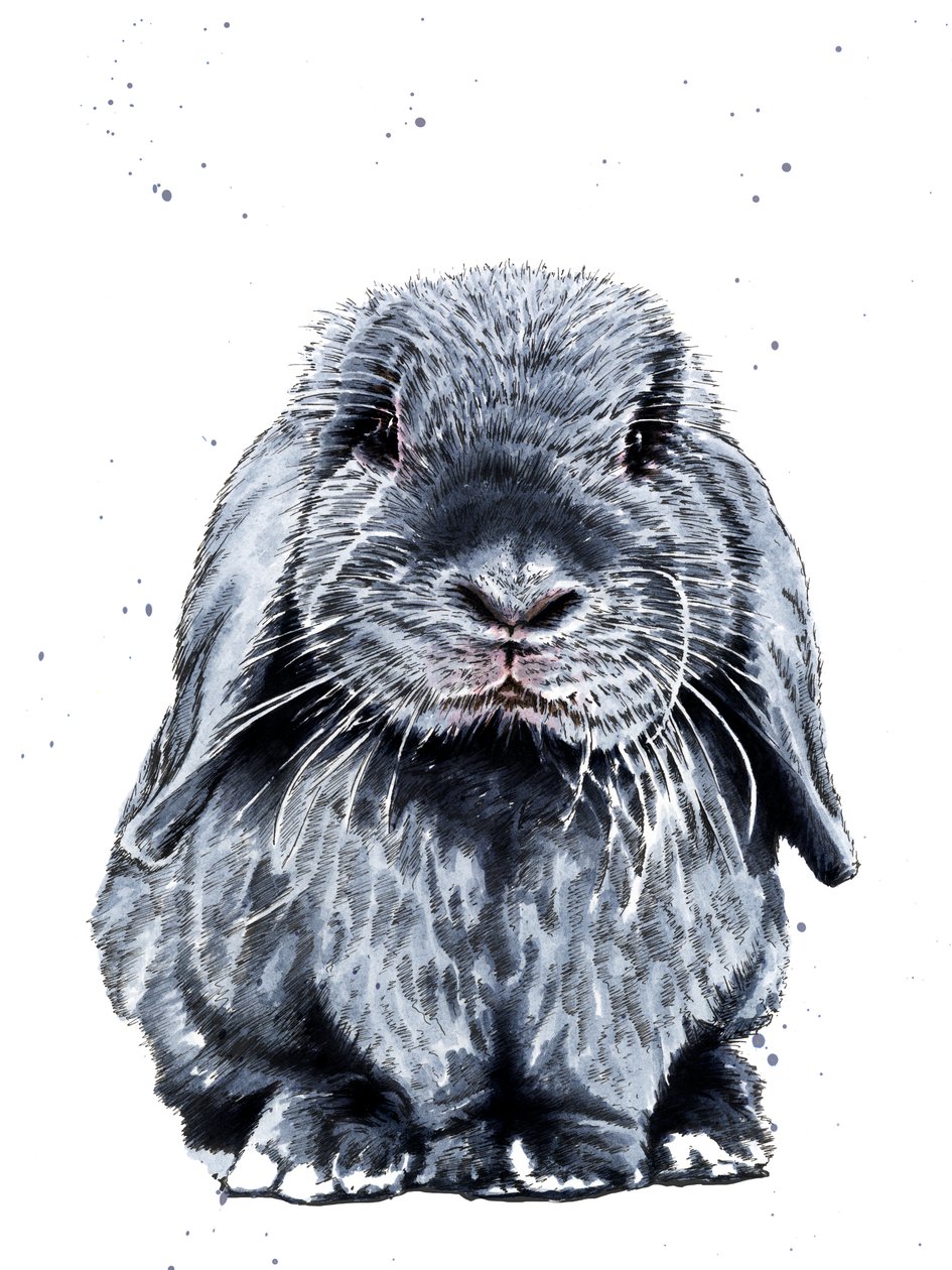 Grey One The Bunny on White, 2019 tekijältä Mike Davis