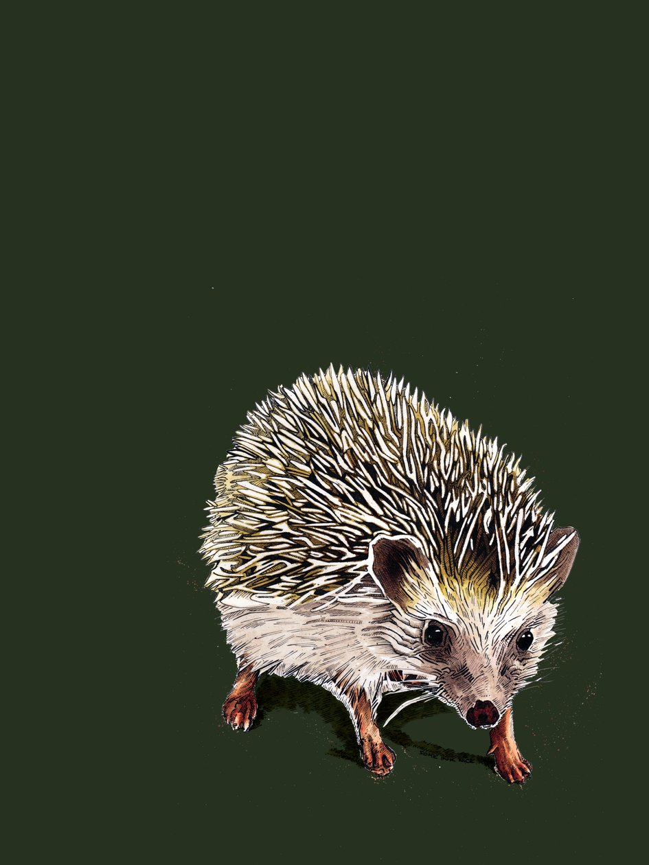 Kimchi The Hedgehog Forest Greenissä, 2020 tekijältä Mike Davis