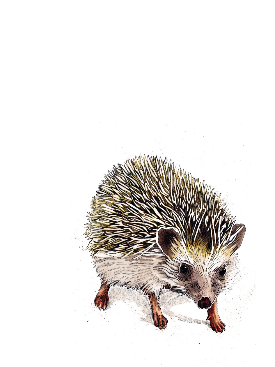Kimchi The Hedgehog on White, 2019 tekijältä Mike Davis