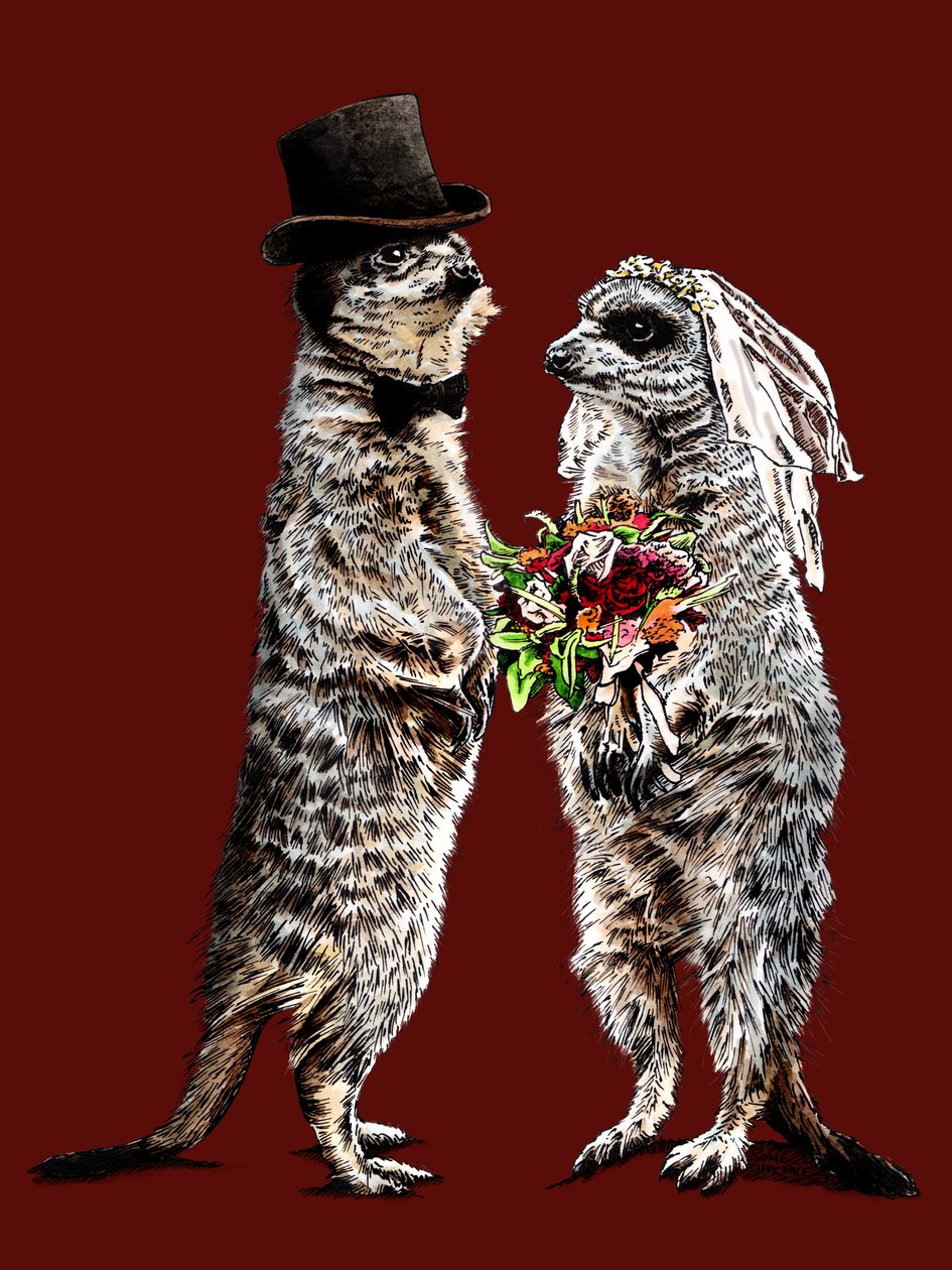 Naimisissa Meerkats on Red Oxide, 2020 tekijältä Mike Davis