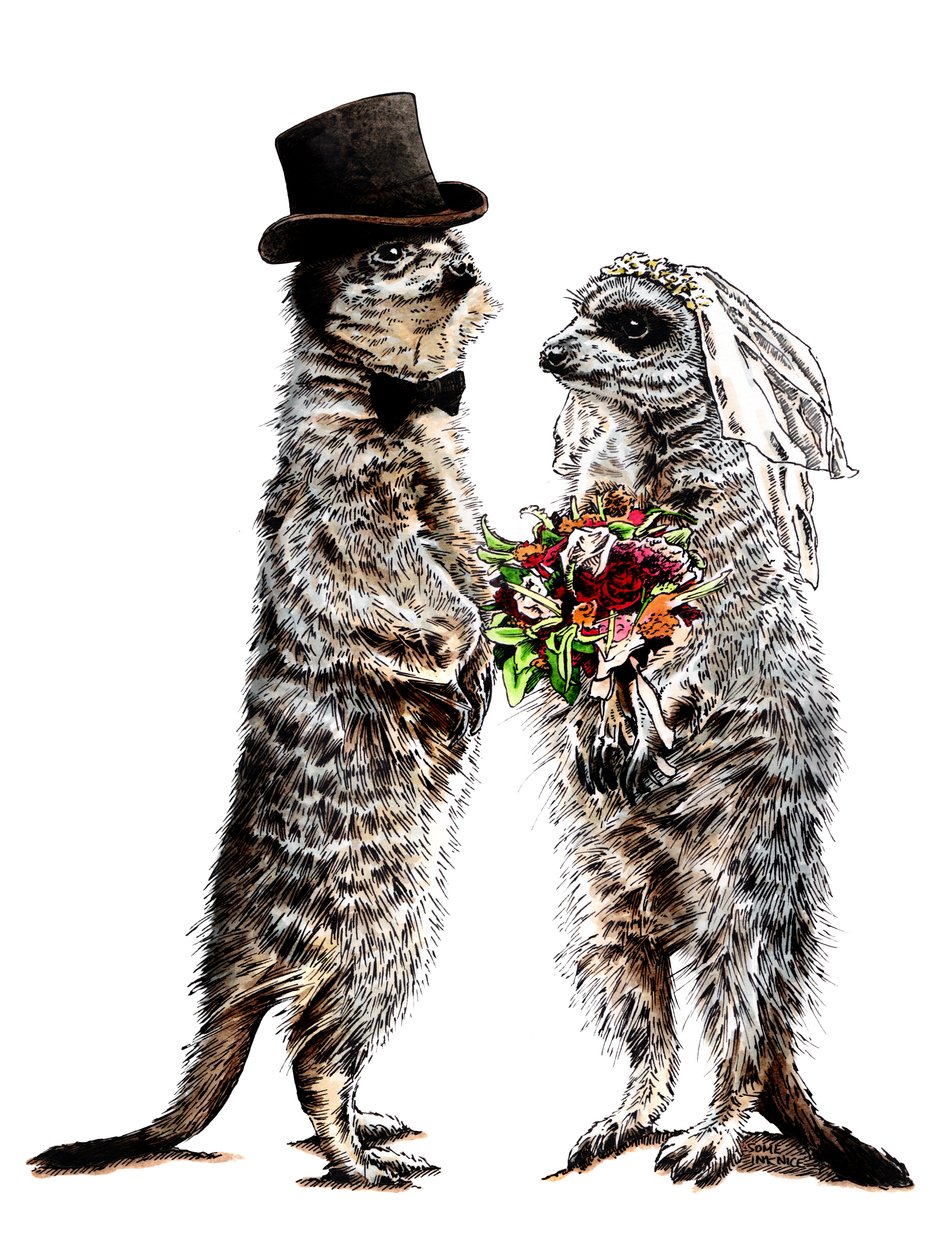 Naimisissa Meerkats on White, 2020 tekijältä Mike Davis