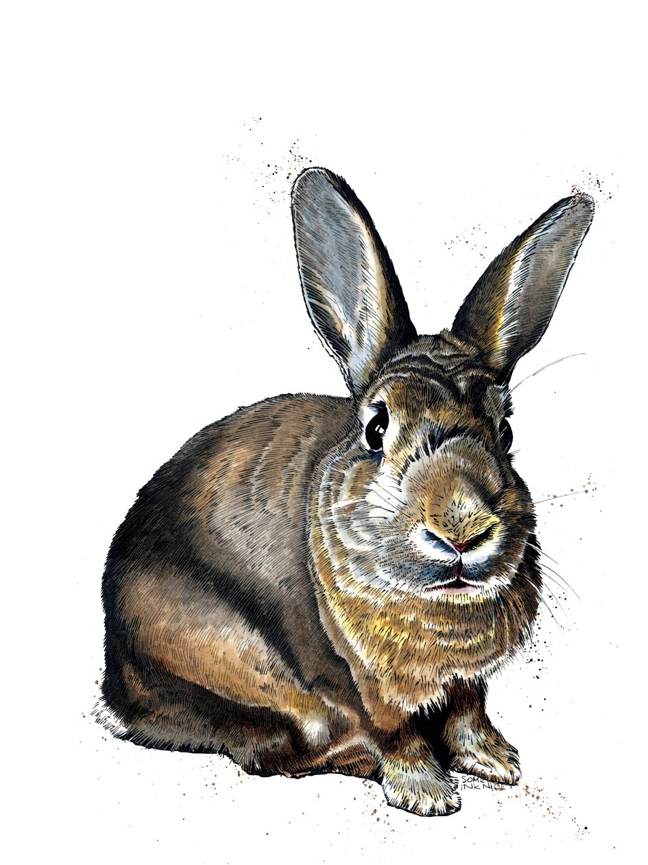 Meg The Bunny on White, 2019 tekijältä Mike Davis